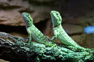 Teaserfoto Kölner Zoo