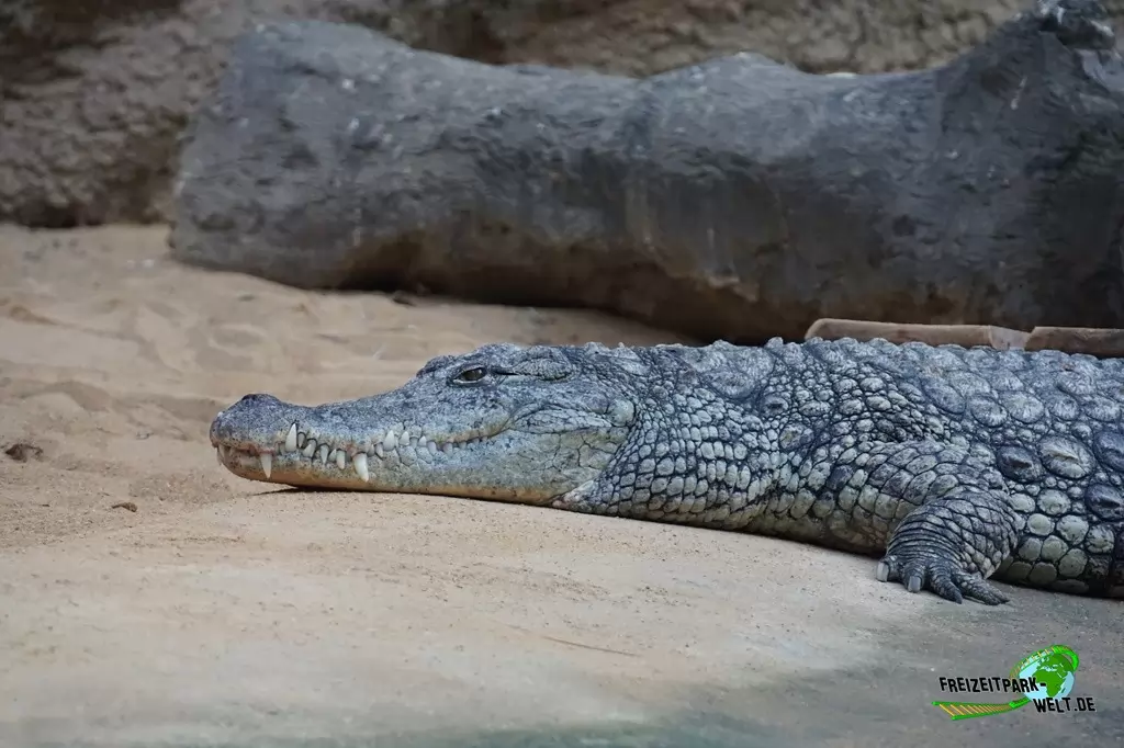 Nilkrokodil im Kölner Zoo - 2018