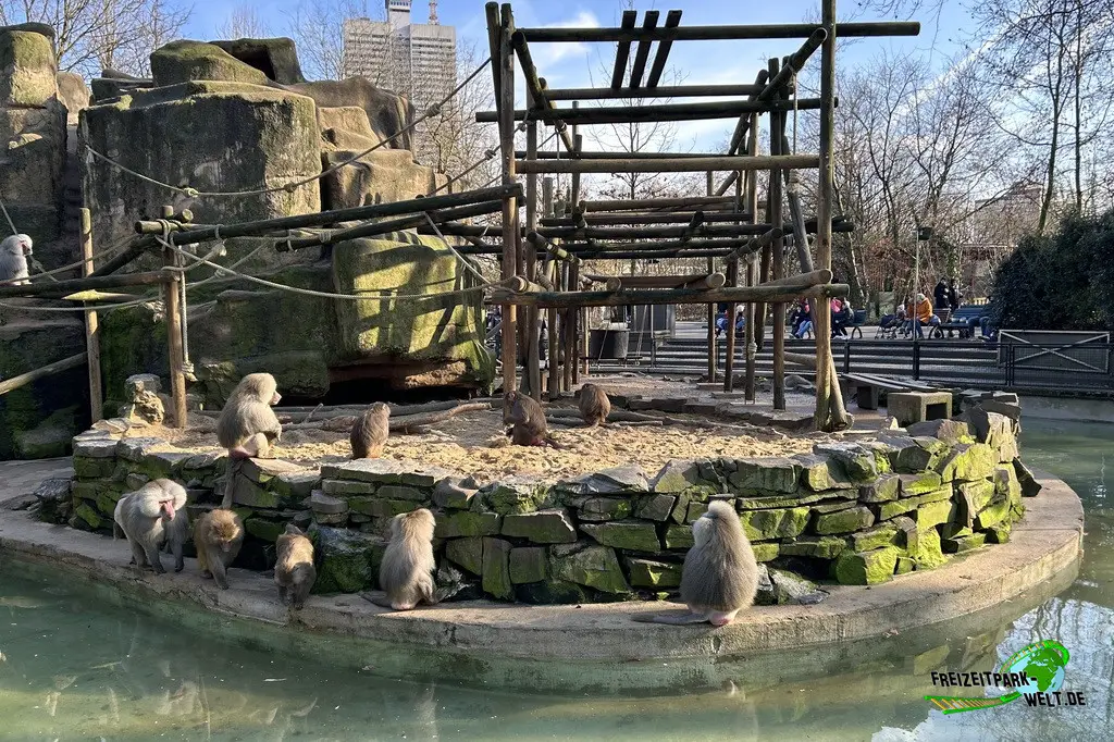 Paviane im Kölner Zoo - 2025