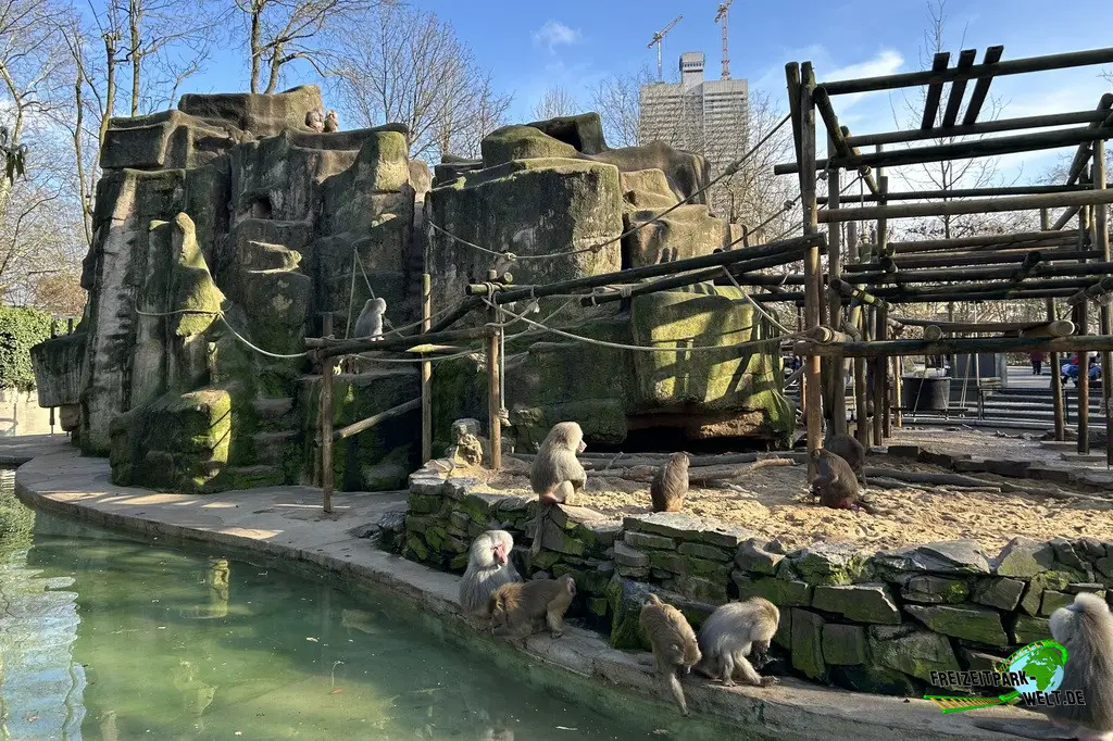 Paviane im Kölner Zoo - 2025