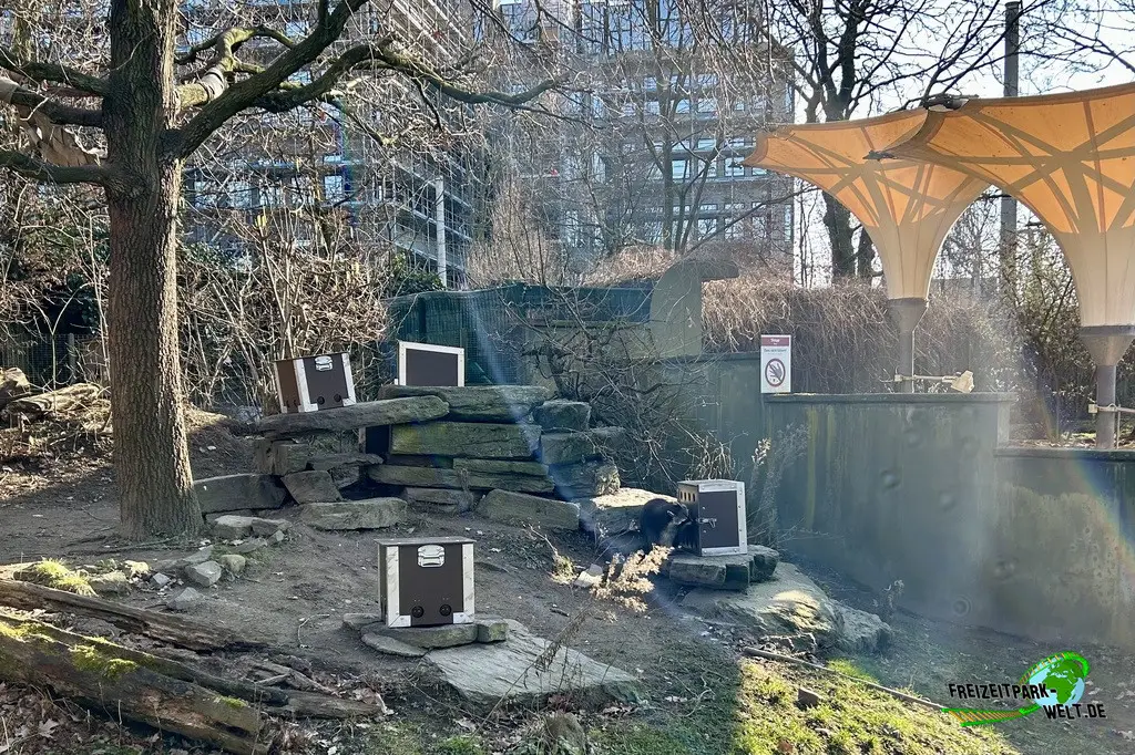 Waschbär im Kölner Zoo - 2025