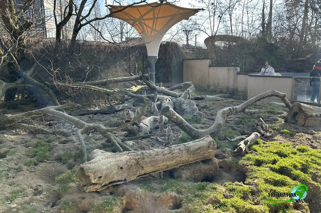 Erdmännchen im Kölner Zoo - 2025