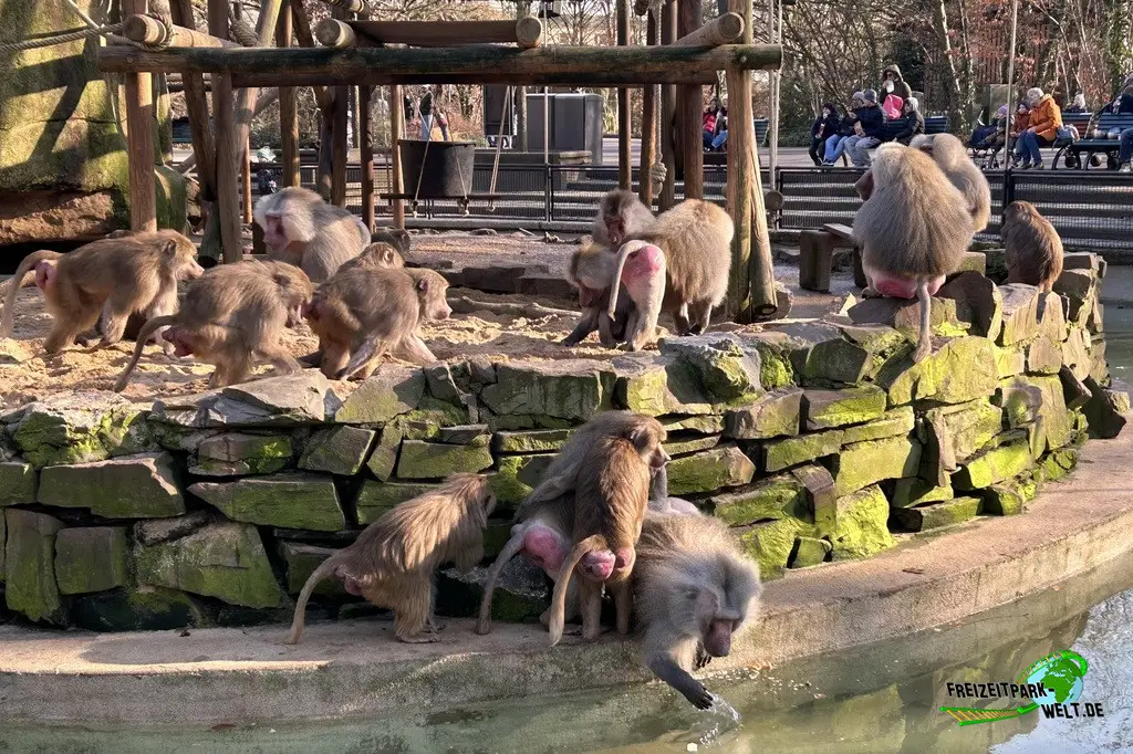 Paviane im Kölner Zoo - 2025