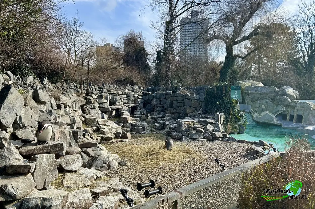 Humboldt-Pinguine im Kölner Zoo - 2025