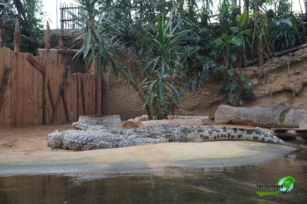 Nilkrokodil im Kölner Zoo - 2025