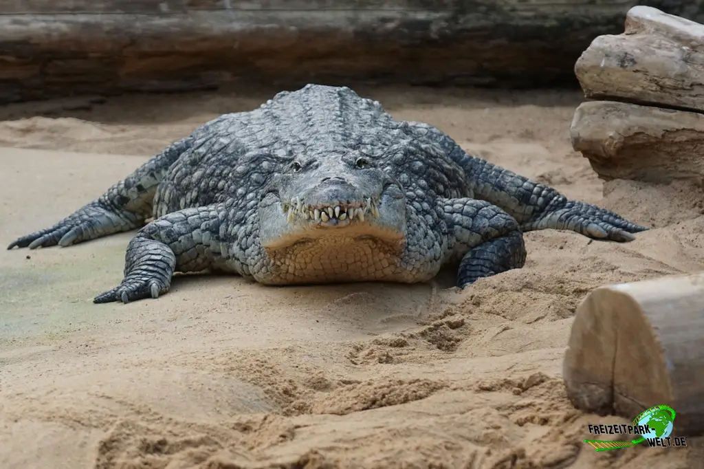 Nilkrokodil im Kölner Zoo - 2025