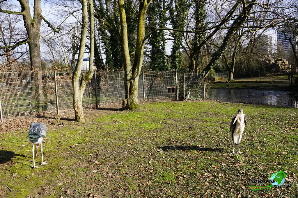 Marabu im Kölner Zoo - 2025