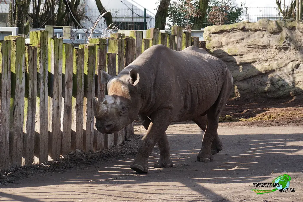Ostafrikanisches Spitzmaulnashorn im Kölner Zoo - 2025