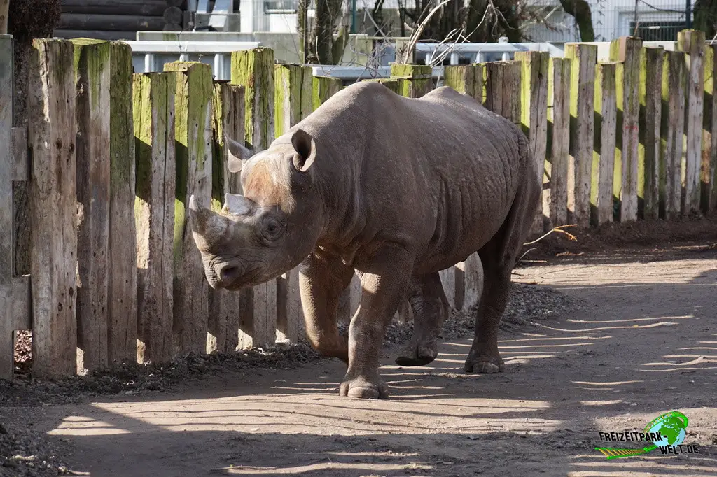 Ostafrikanisches Spitzmaulnashorn im Kölner Zoo - 2025