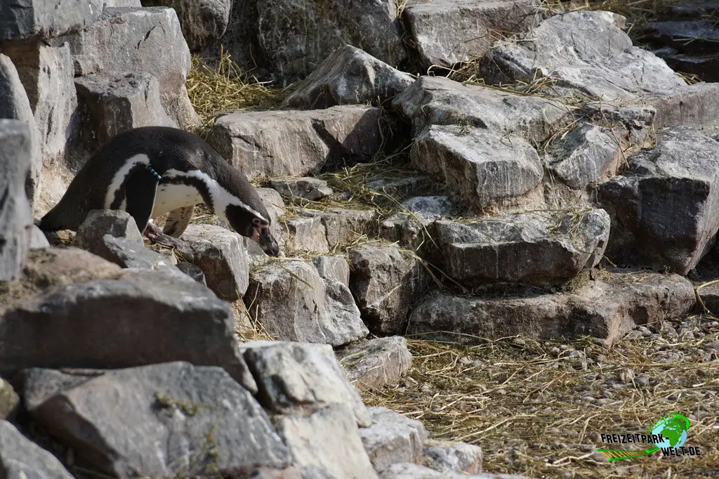 Humboldt-Pinguine im Kölner Zoo - 2025