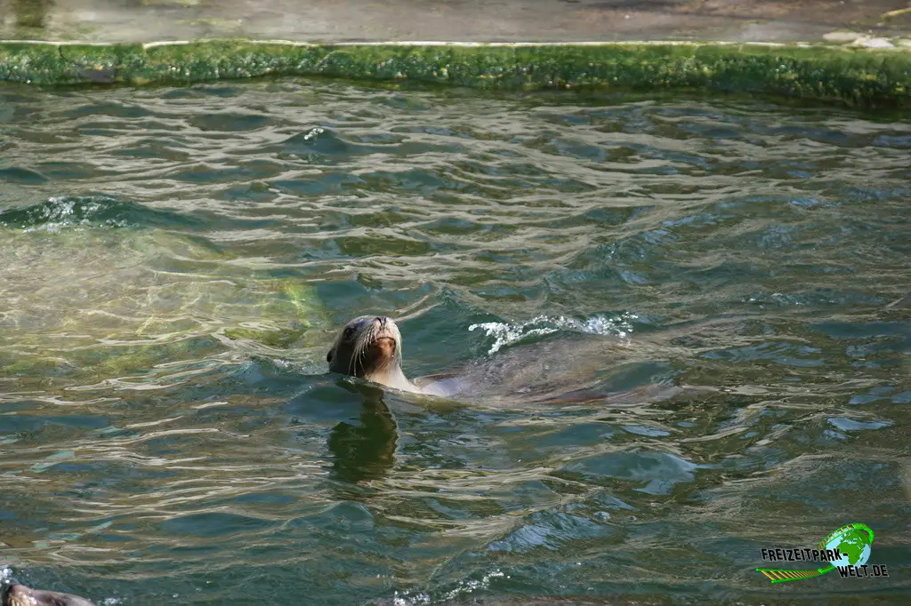 Kalifornischer Seelöwe im Kölner Zoo - 2025