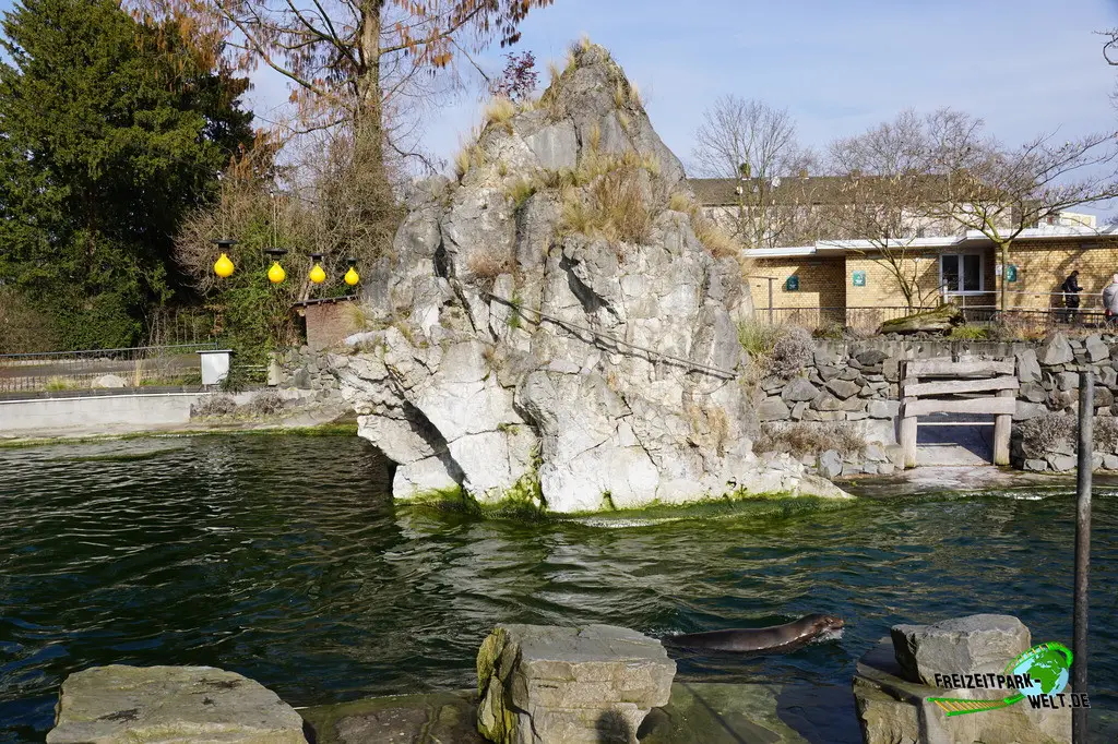 Kalifornischer Seelöwe im Kölner Zoo - 2025