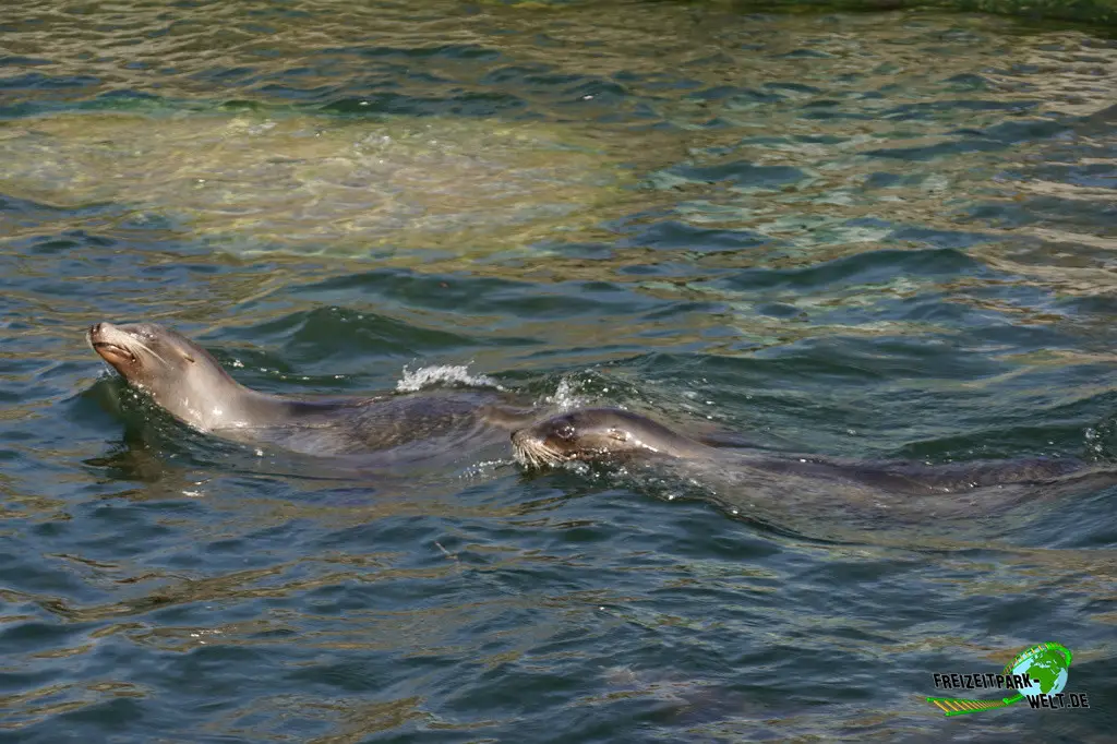Kalifornischer Seelöwe im Kölner Zoo - 2025