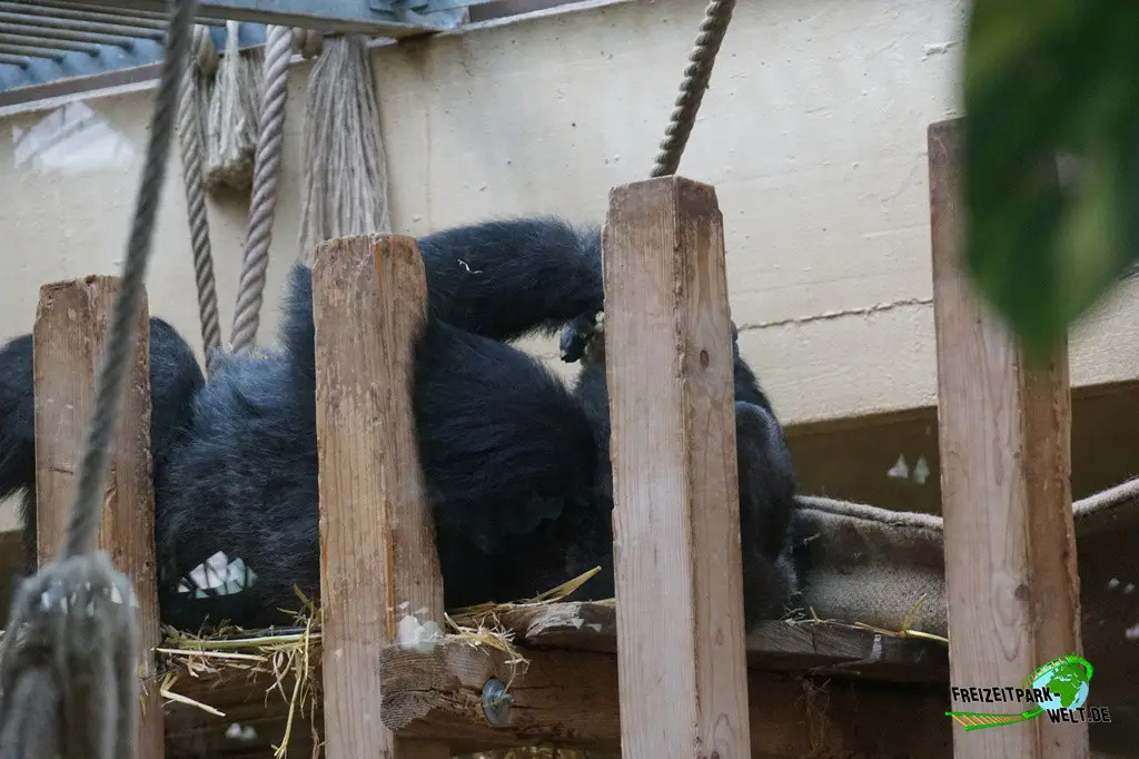 Westlicher Flachland-Gorilla im Kölner Zoo - 2025