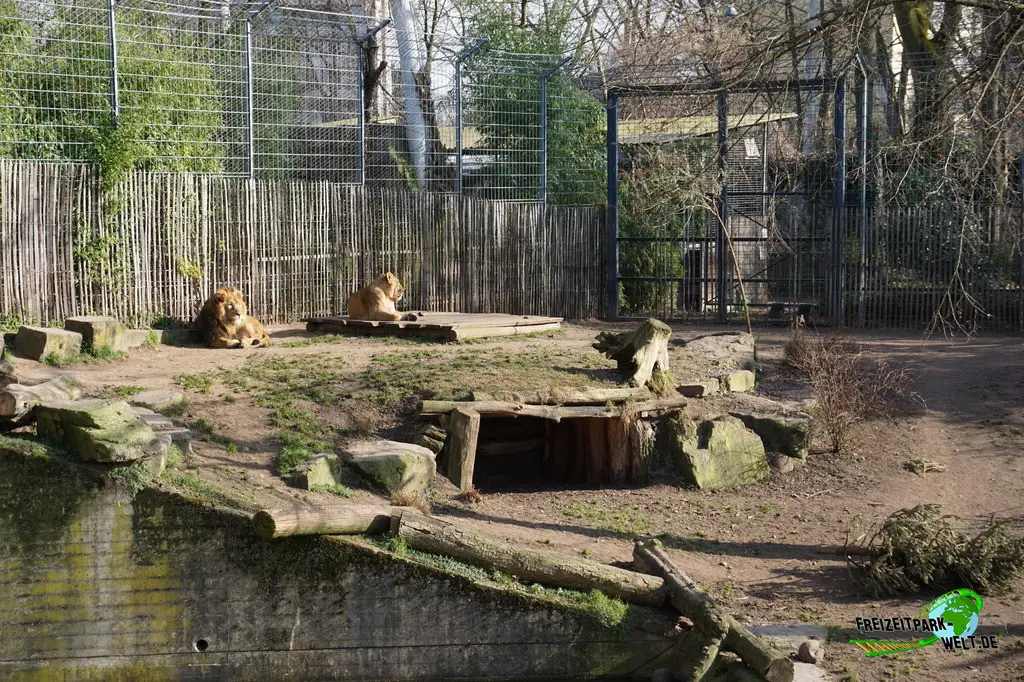 Asiatischer Löwe im Kölner Zoo - 2025