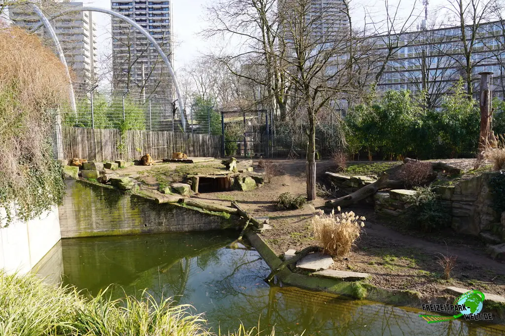 Asiatischer Löwe im Kölner Zoo - 2025
