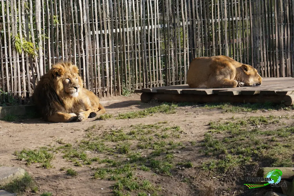 Asiatischer Löwe im Kölner Zoo - 2025