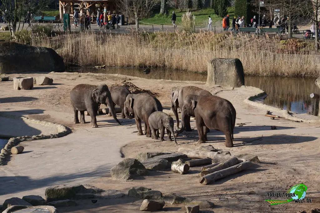 Asiatischer Elefant im Kölner Zoo - 2025