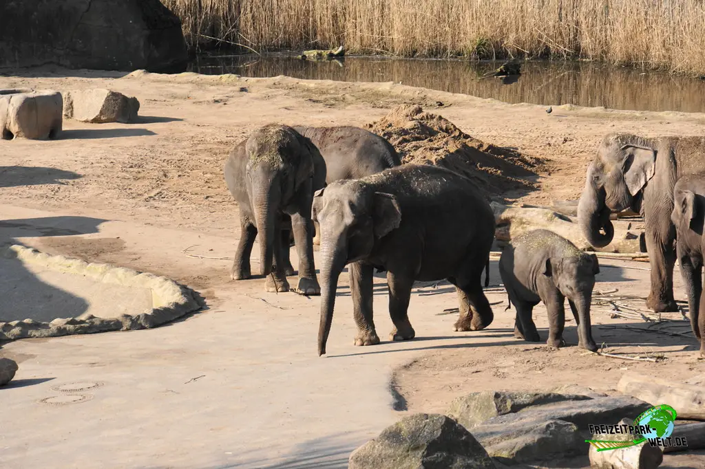Asiatischer Elefant im Kölner Zoo - 2025