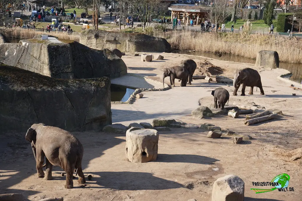 Asiatischer Elefant im Kölner Zoo - 2025