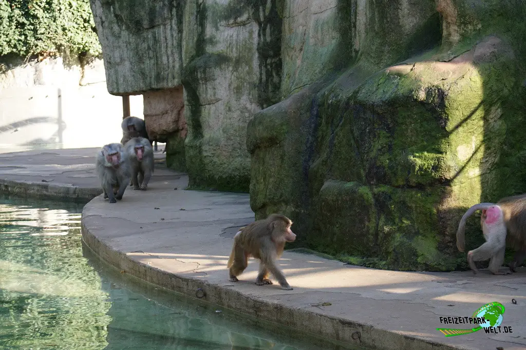Paviane im Kölner Zoo - 2025