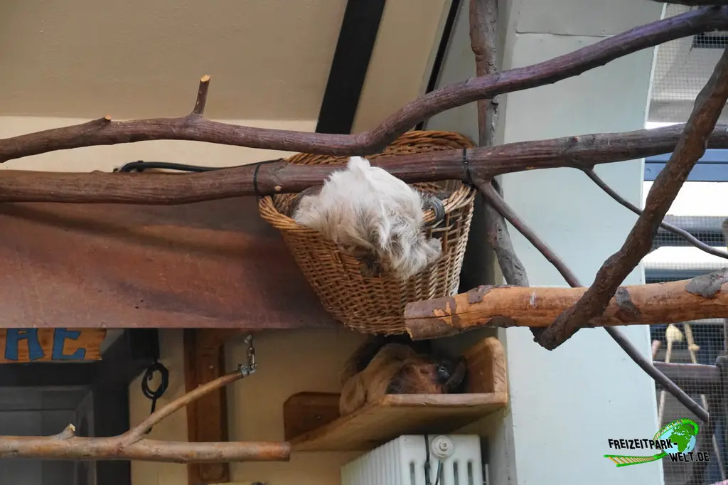 Zweifinger-Faultier im Kölner Zoo - 2025