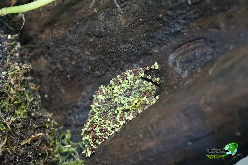 Moosfrosch im Kölner Zoo - 2025