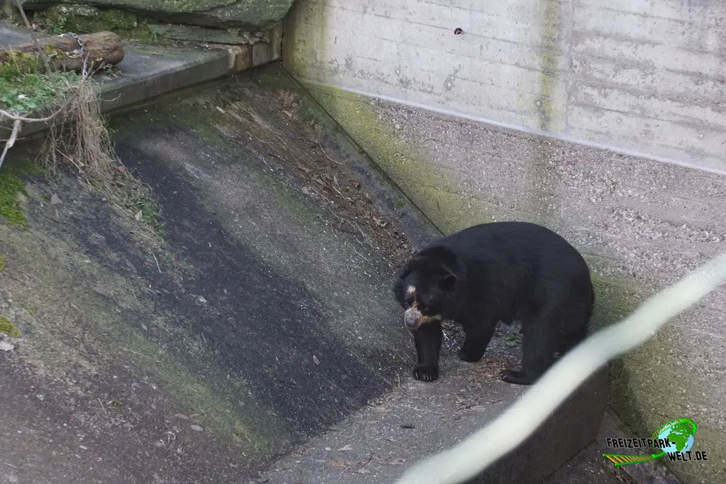 Malaienbär im Kölner Zoo - 2025