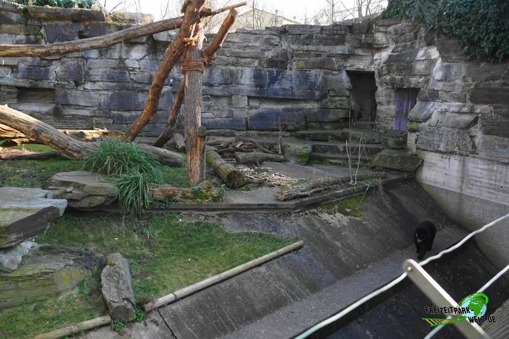 Malaienbär im Kölner Zoo - 2025