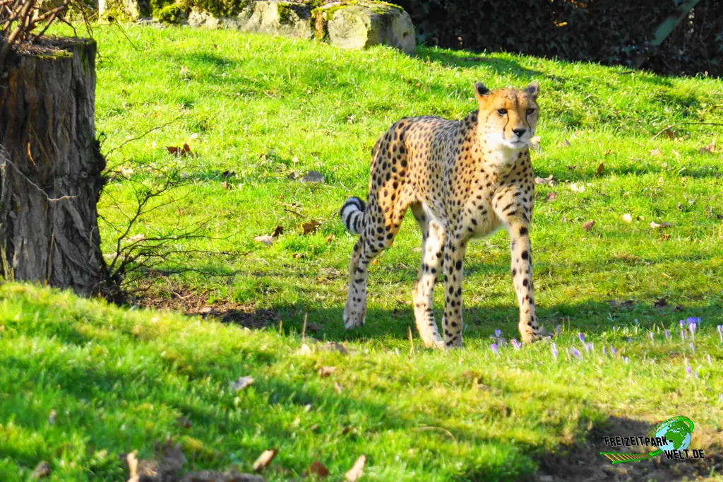 Gepard im Kölner Zoo - 2025