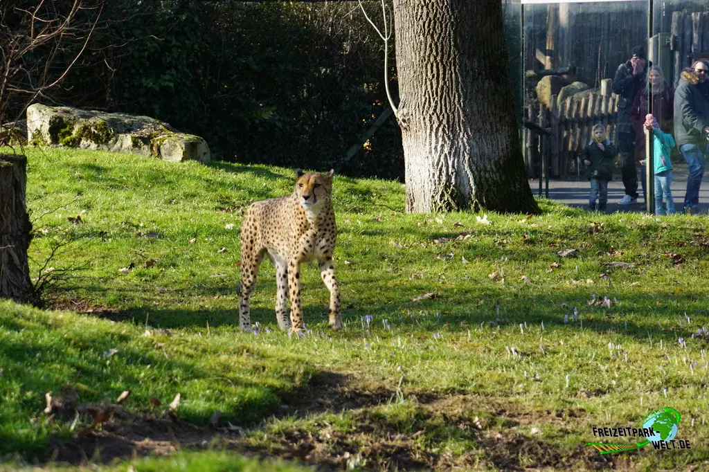 Gepard im Kölner Zoo - 2025