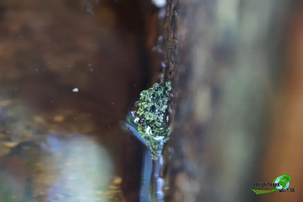 Moosfrosch im Kölner Zoo - 2025