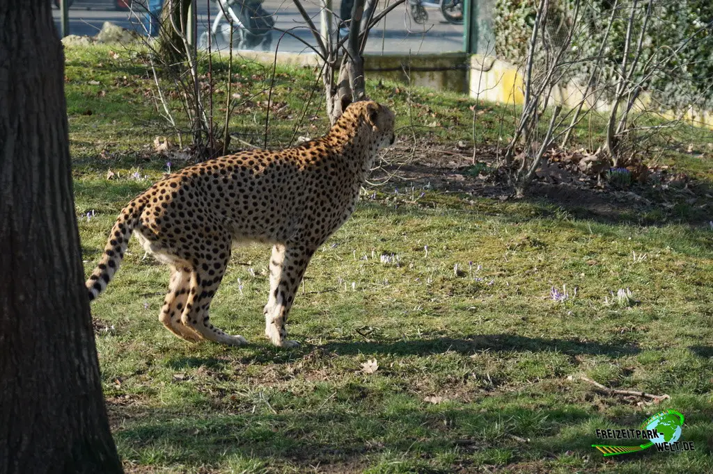 Gepard im Kölner Zoo - 2025