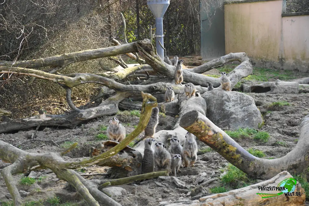 Erdmännchen im Kölner Zoo - 2025
