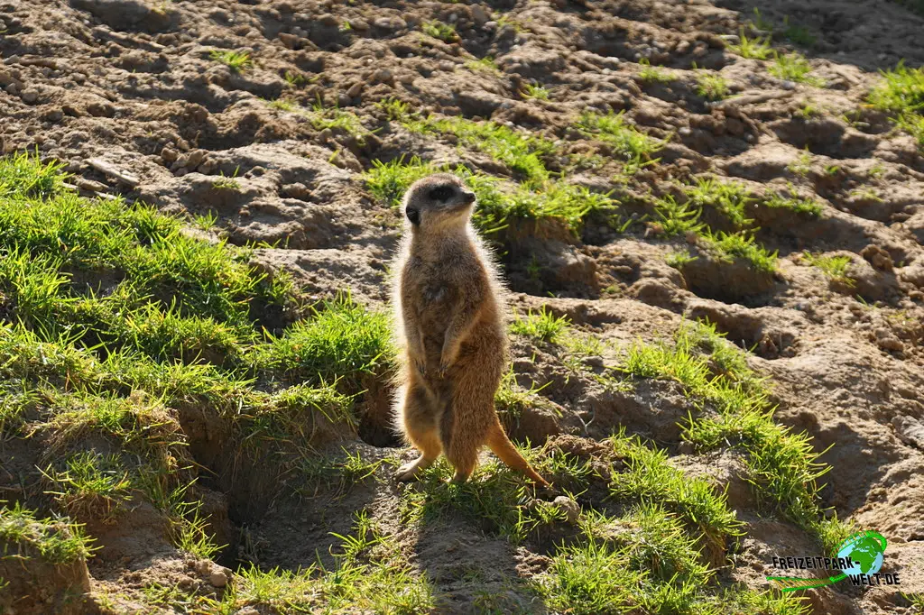 Erdmännchen im Kölner Zoo - 2025