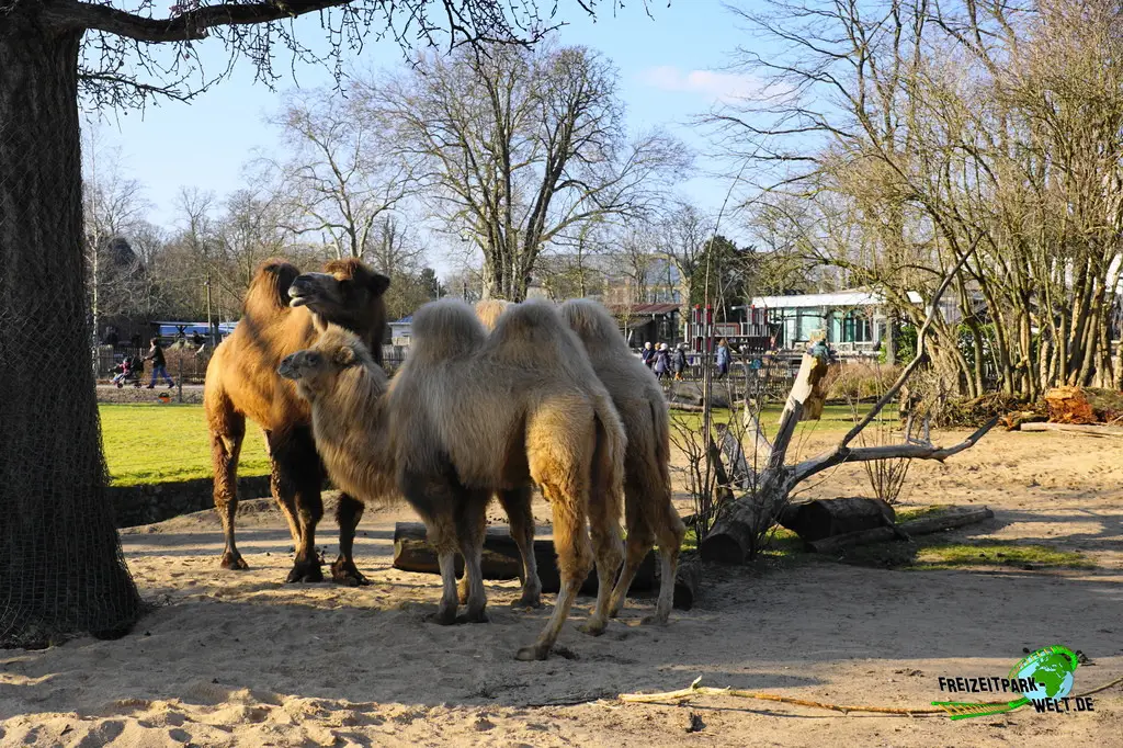 Trampeltier im Kölner Zoo - 2025
