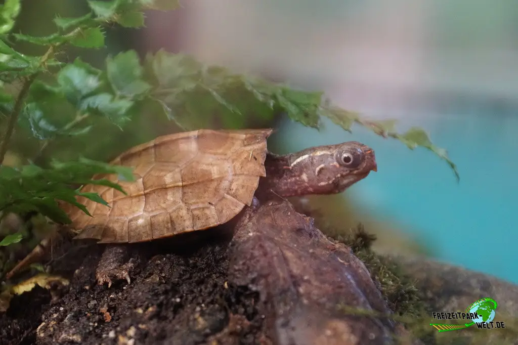 Zacken-Erdschildkröte im Kölner Zoo - 2025