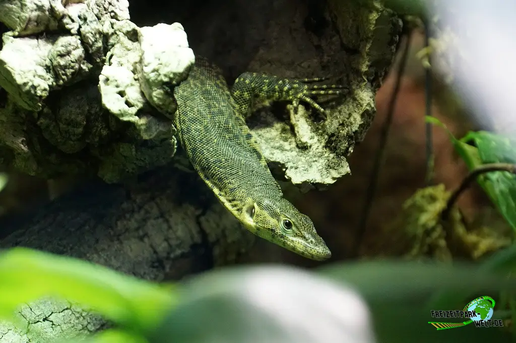 Mitchells Waran im Kölner Zoo - 2025