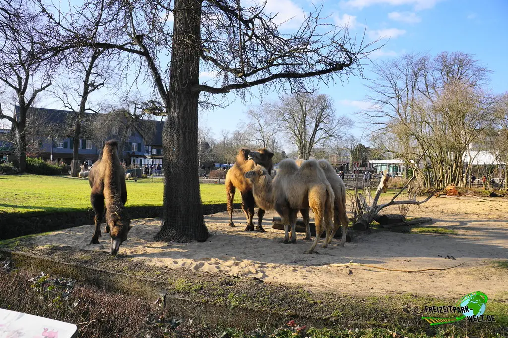 Trampeltier im Kölner Zoo - 2025