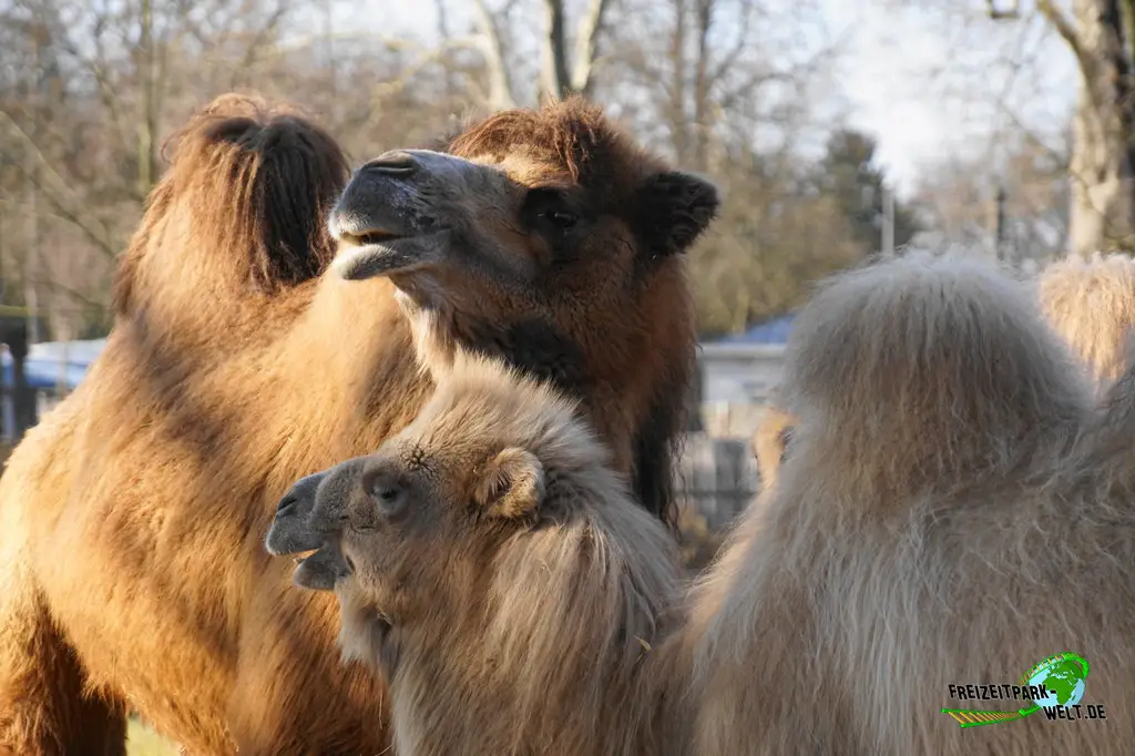Trampeltier im Kölner Zoo - 2025