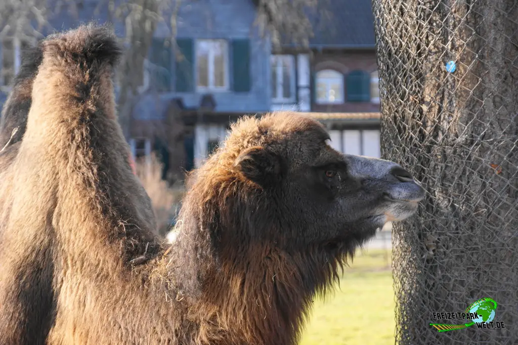 Trampeltier im Kölner Zoo - 2025