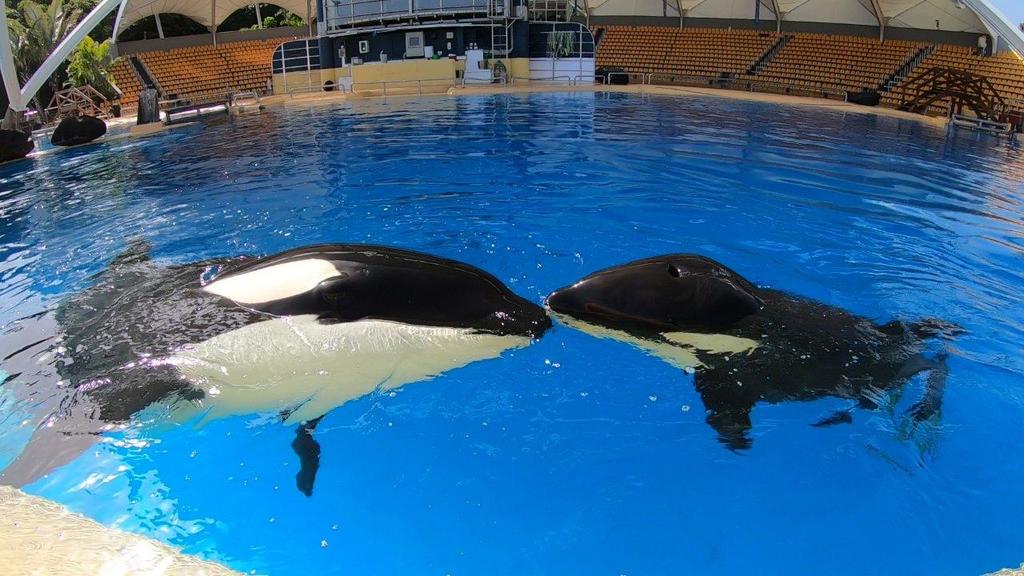 Orca - Loro Parque