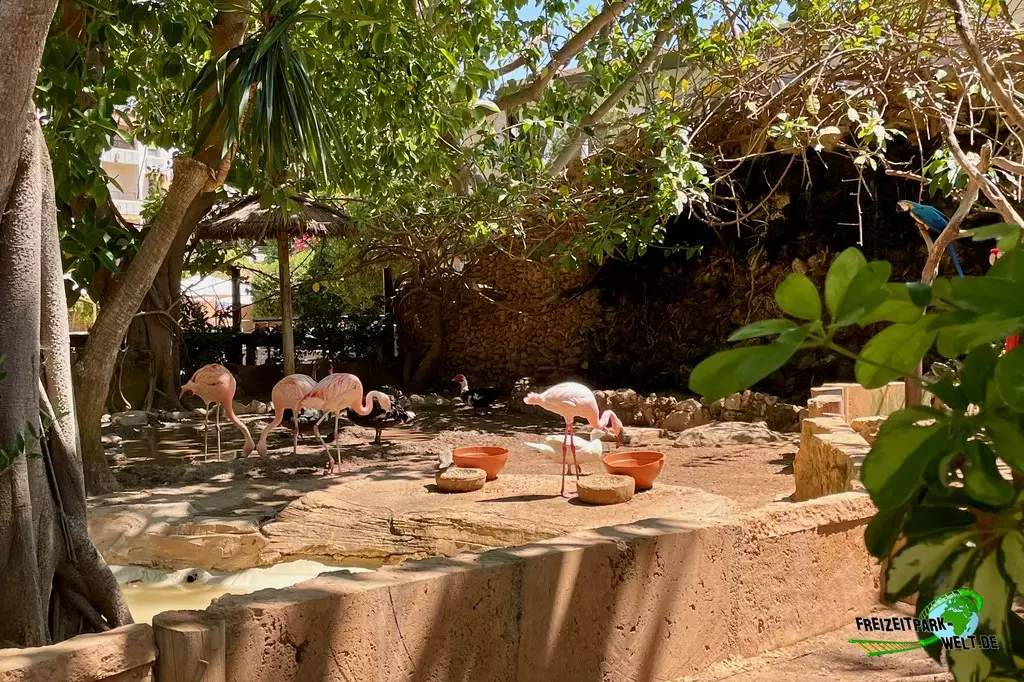 Chile-Flamingo im Marineland Mallorca - 2022