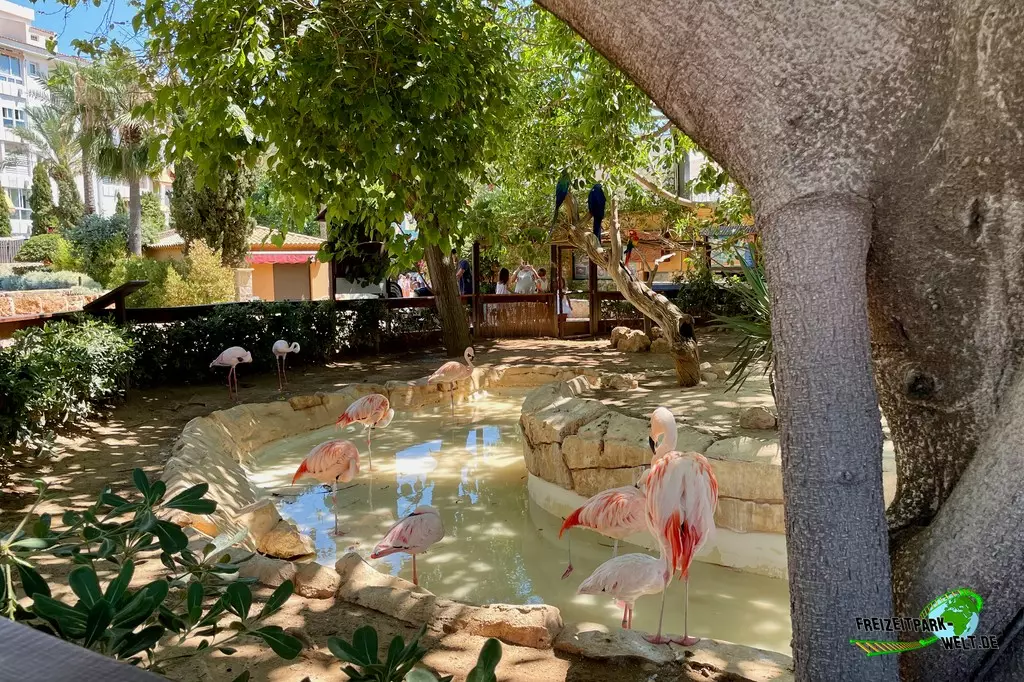 Chile-Flamingo im Marineland Mallorca - 2022