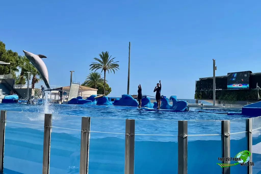 Delfinshow im Marineland Mallorca - 2022