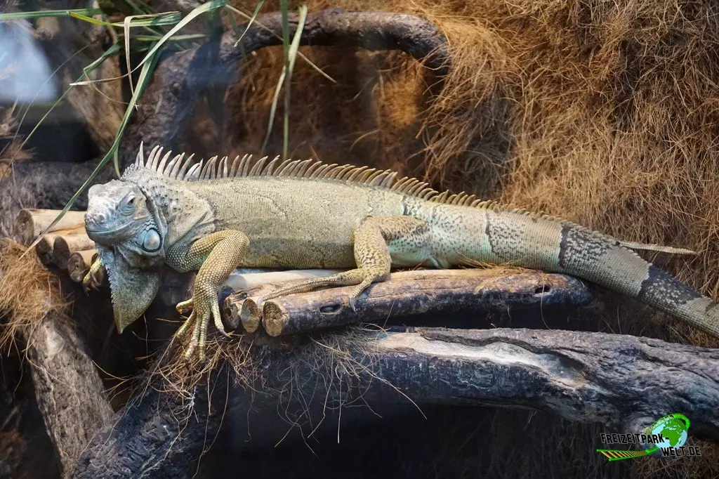 Grüner Leguan im Marineland Mallorca - 2022