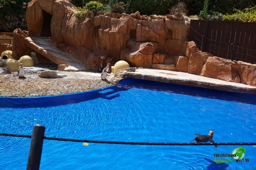 Humboldt-Pinguine im Marineland Mallorca - 2022