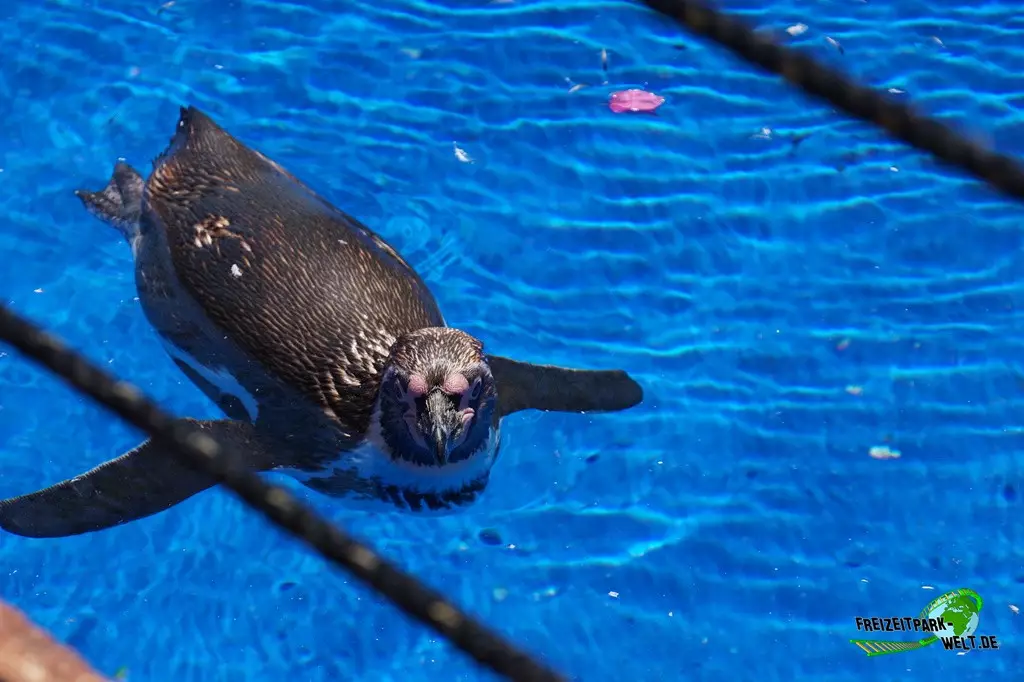 Humboldt-Pinguine im Marineland Mallorca - 2022