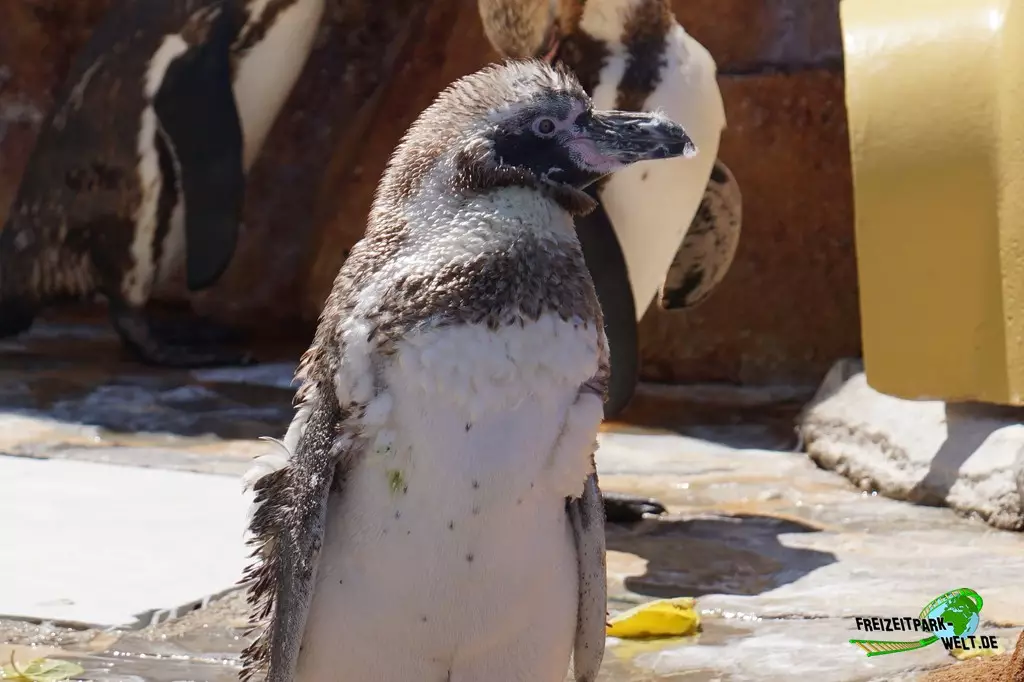 Humboldt-Pinguine im Marineland Mallorca - 2022