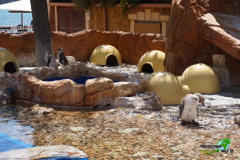 Humboldt-Pinguine im Marineland Mallorca - 2022
